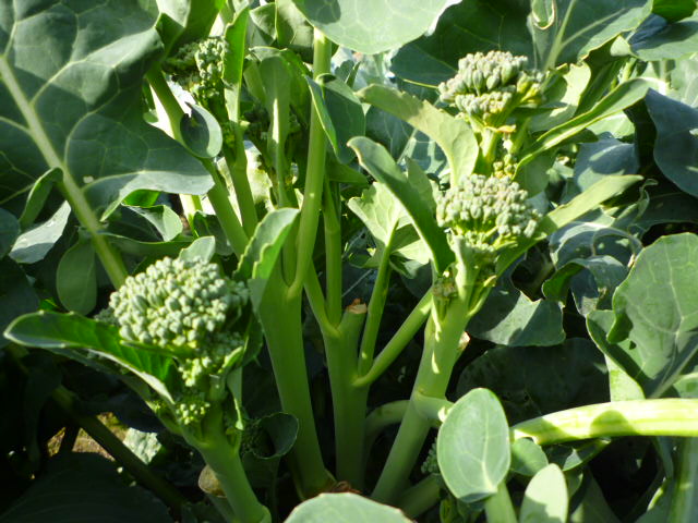 f:id:saientaro:20220107190505j:plain:left:w150