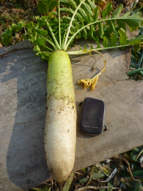 f:id:saientaro:20220116093539j:plain:left:w150