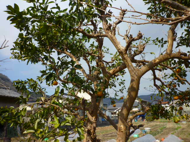 f:id:saientaro:20220225182146j:plain:left:w150