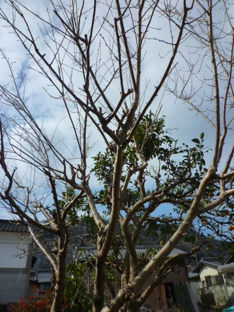 f:id:saientaro:20220225182237j:plain:left:w150