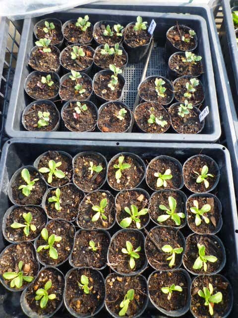 f:id:saientaro:20220310152334j:plain:left:w150