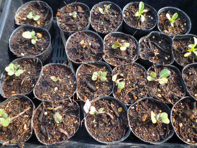 f:id:saientaro:20220310152352j:plain:left:w150