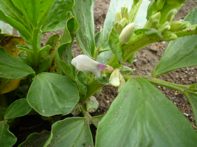 f:id:saientaro:20220315193503j:plain:left:w150