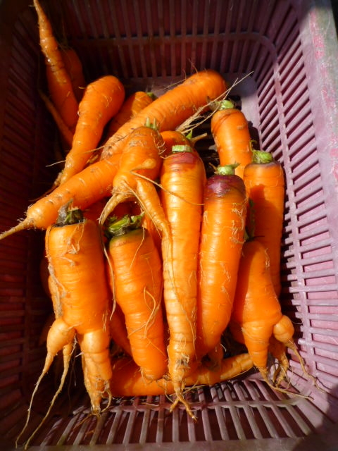 f:id:saientaro:20220326092036j:plain:left:w150