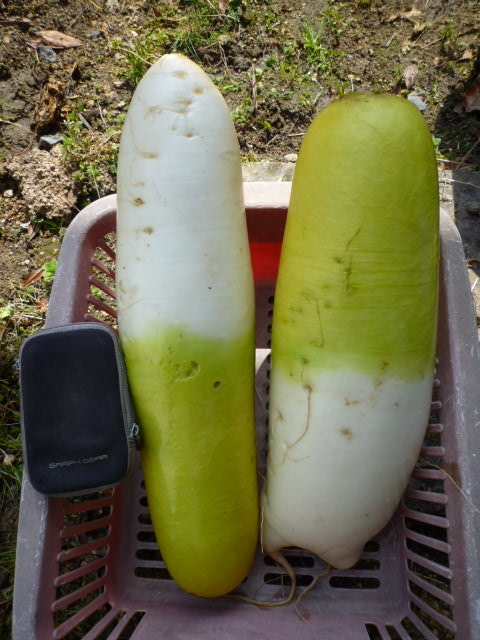 f:id:saientaro:20220326093437j:plain:left:w150