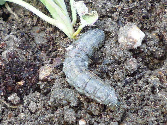 f:id:saientaro:20220327171205j:plain:left:w150