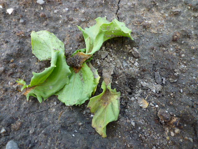 f:id:saientaro:20220327172121j:plain:left:w150