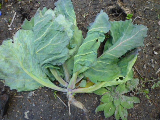 f:id:saientaro:20220327172212j:plain:left:w150