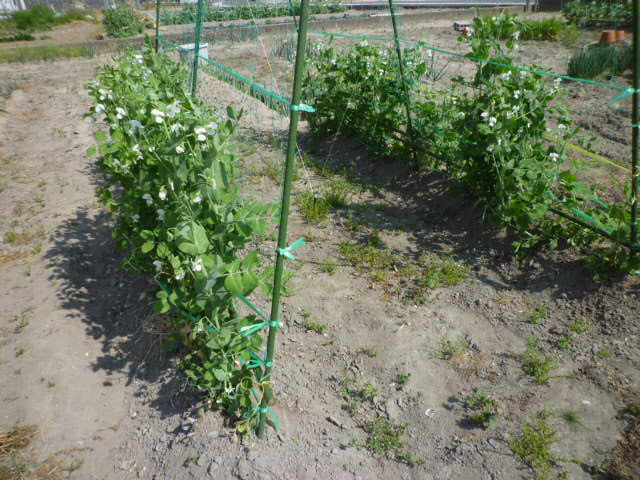 f:id:saientaro:20220414071152j:plain:left:w150