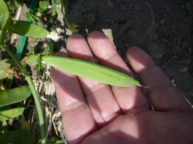 f:id:saientaro:20220414071230j:plain:left:w150