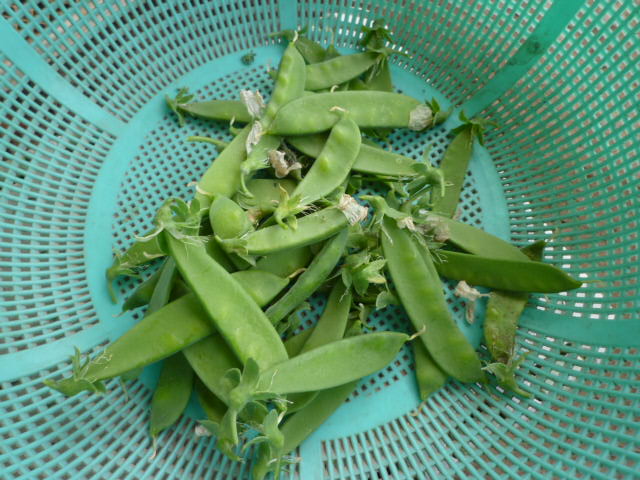 f:id:saientaro:20220414071409j:plain:left:w150