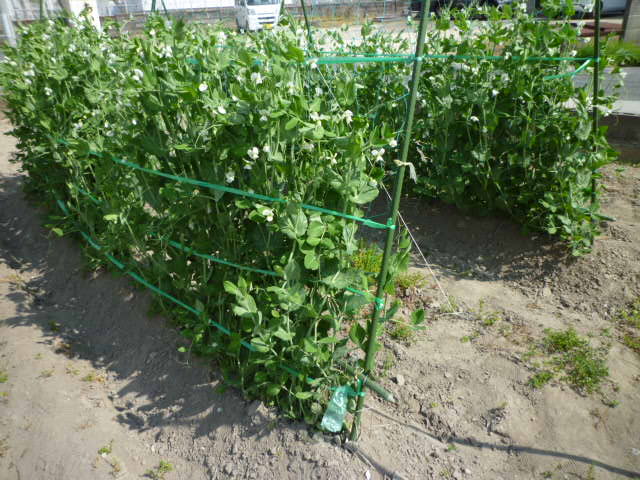 f:id:saientaro:20220414071554j:plain:left:w150