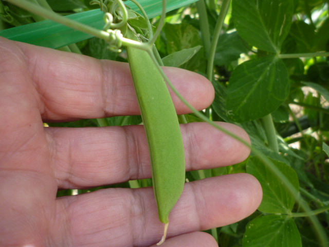 f:id:saientaro:20220414071601j:plain:left:w150