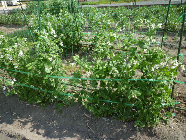 f:id:saientaro:20220414071759j:plain:left:w150