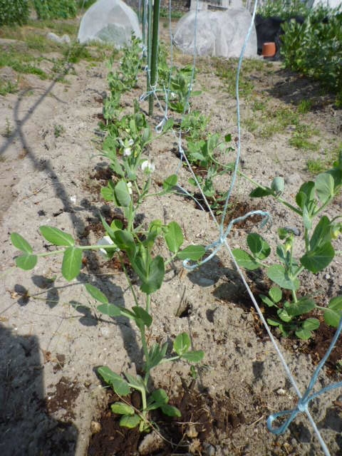 f:id:saientaro:20220414072204j:plain:left:w150