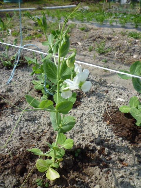 f:id:saientaro:20220414072210j:plain:left:w150