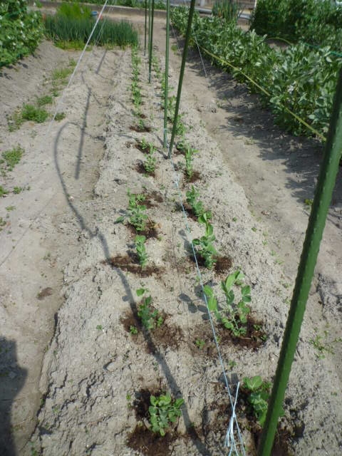 f:id:saientaro:20220414072334j:plain:left:w150