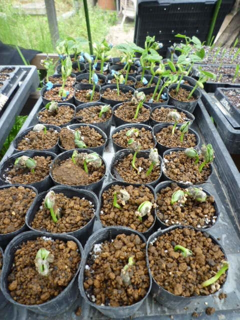 豆類の発芽 - 退職後の菜園入門 家庭菜園の栽培日記
