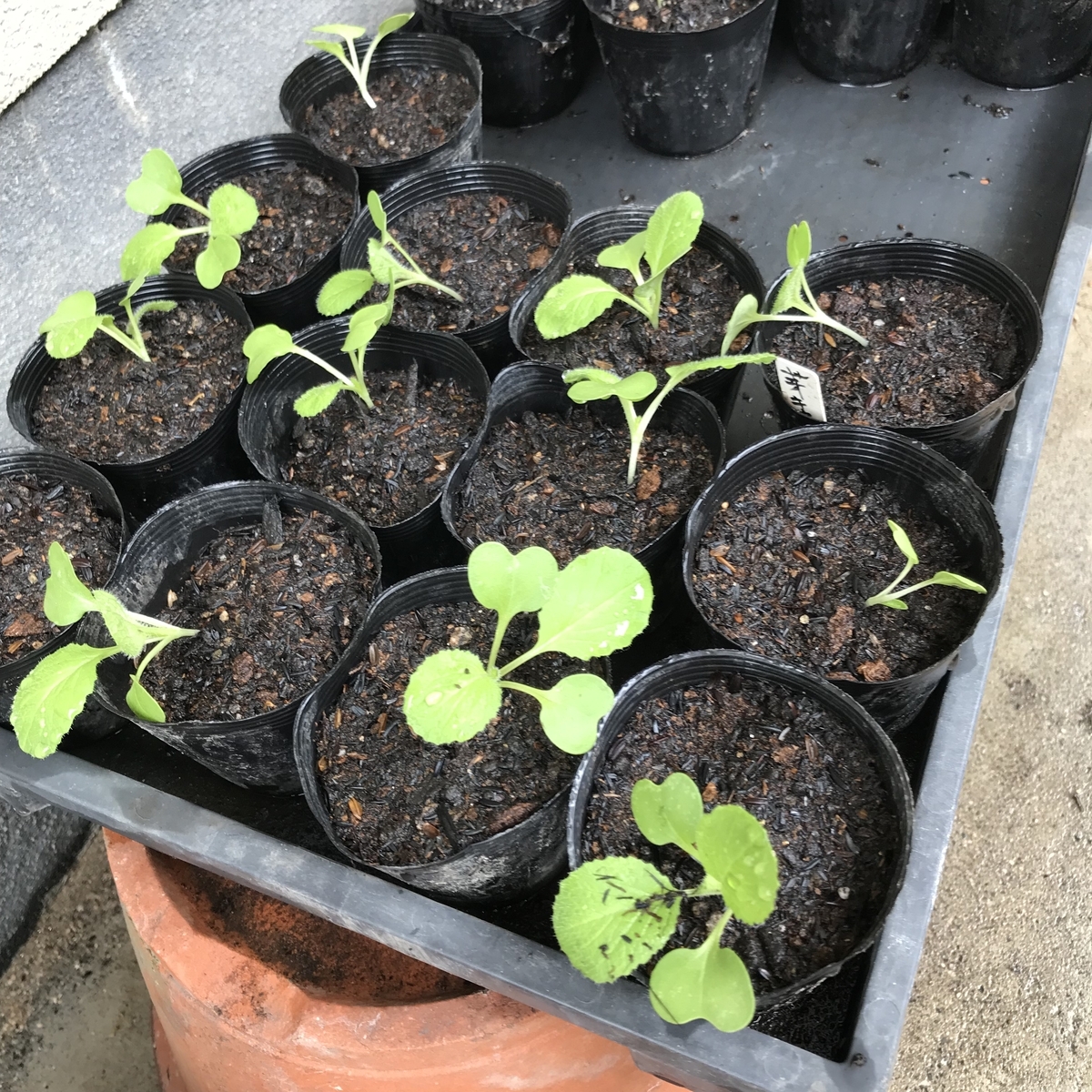 秋野菜 苗の鉢上げ - 退職後の菜園入門 家庭菜園の栽培日記