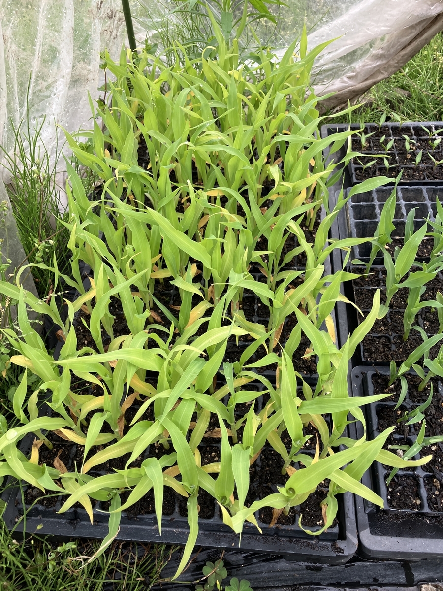 トウモロコシの定植：育苗の失敗 - 退職後の菜園入門 家庭菜園の栽培日記