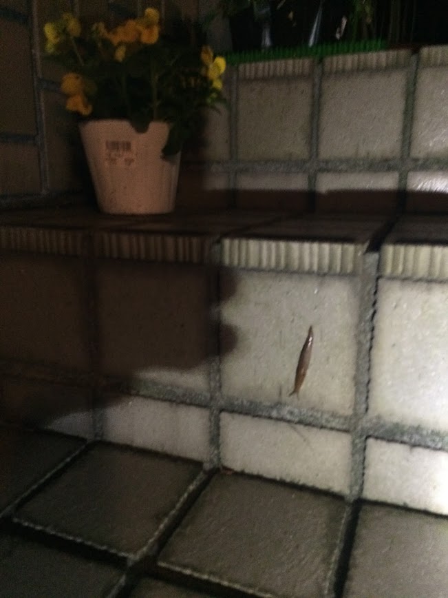 f: id: saienyosiko: 20190331133324j: plain f:id:saienyosiko:20190331133324j:plain