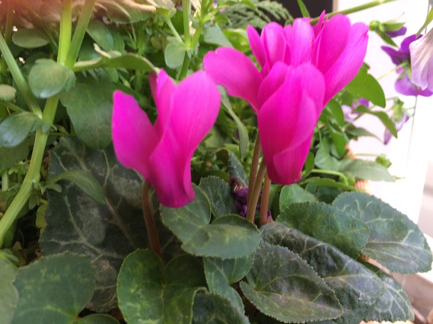 f: id: saienyosiko: 20190421094456j: plain f:id:saienyosiko:20190421094456j:plain