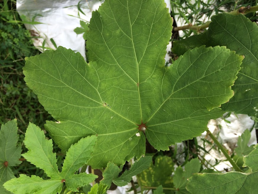 f:id:saienyosiko:20190831122812j:plain f:id:saienyosiko:20190831122812j:plain