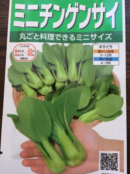 チンゲンサイ栽培 ミニチンゲンサイ プランター栽培 冬は発芽気温に注意して 種蒔き 発芽 即席ミニビニールハウス作成 収穫 Saienyosikoのブログ