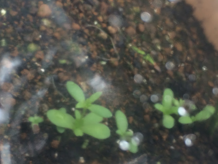 f:id:saienyosiko:20191226101813j:plain f:id:saienyosiko:20191226101813j:plain