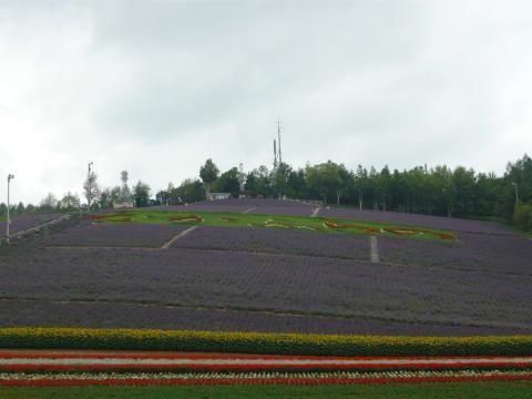 ラベンダー畑
