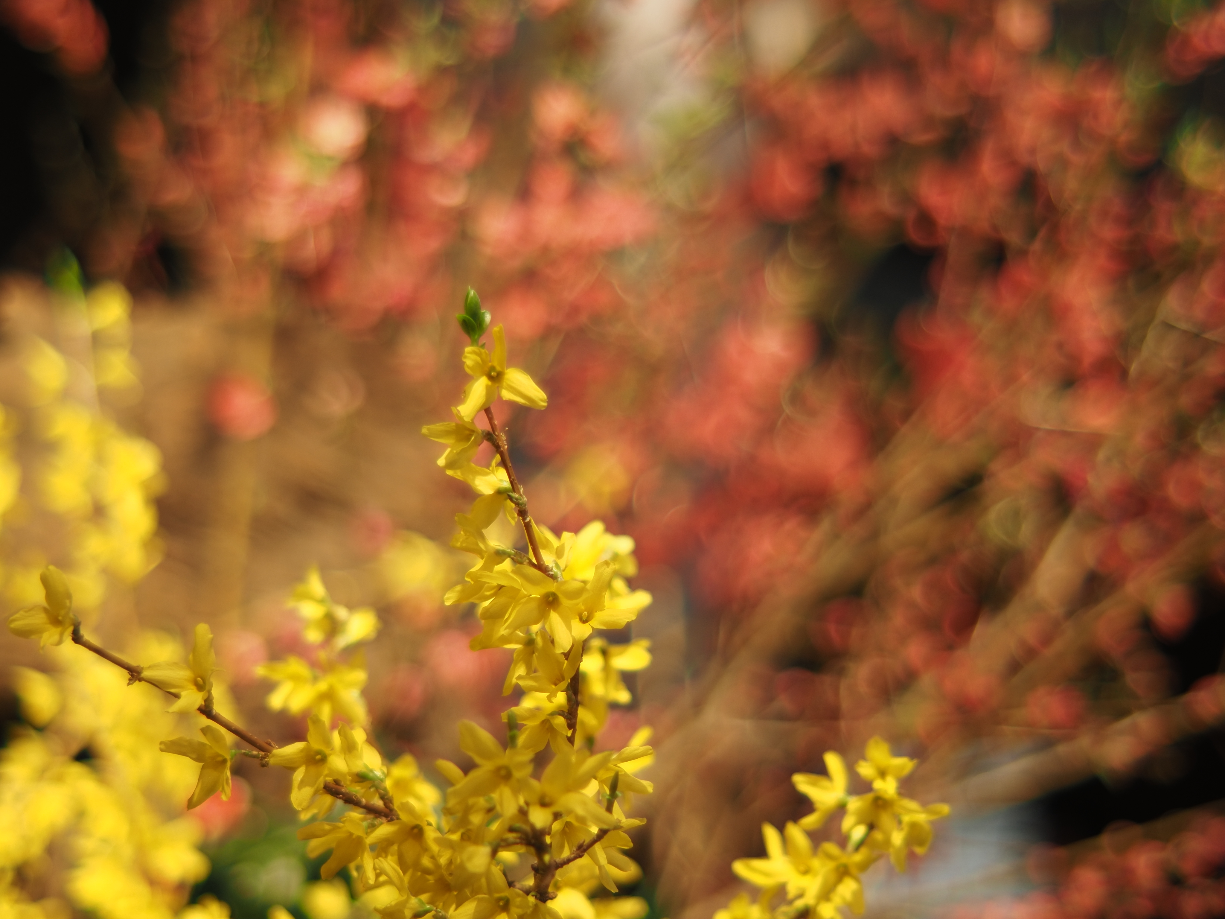 開放ぽわぽわレアレンズ。FUJINON 55mm F1.6（M42マウント）について