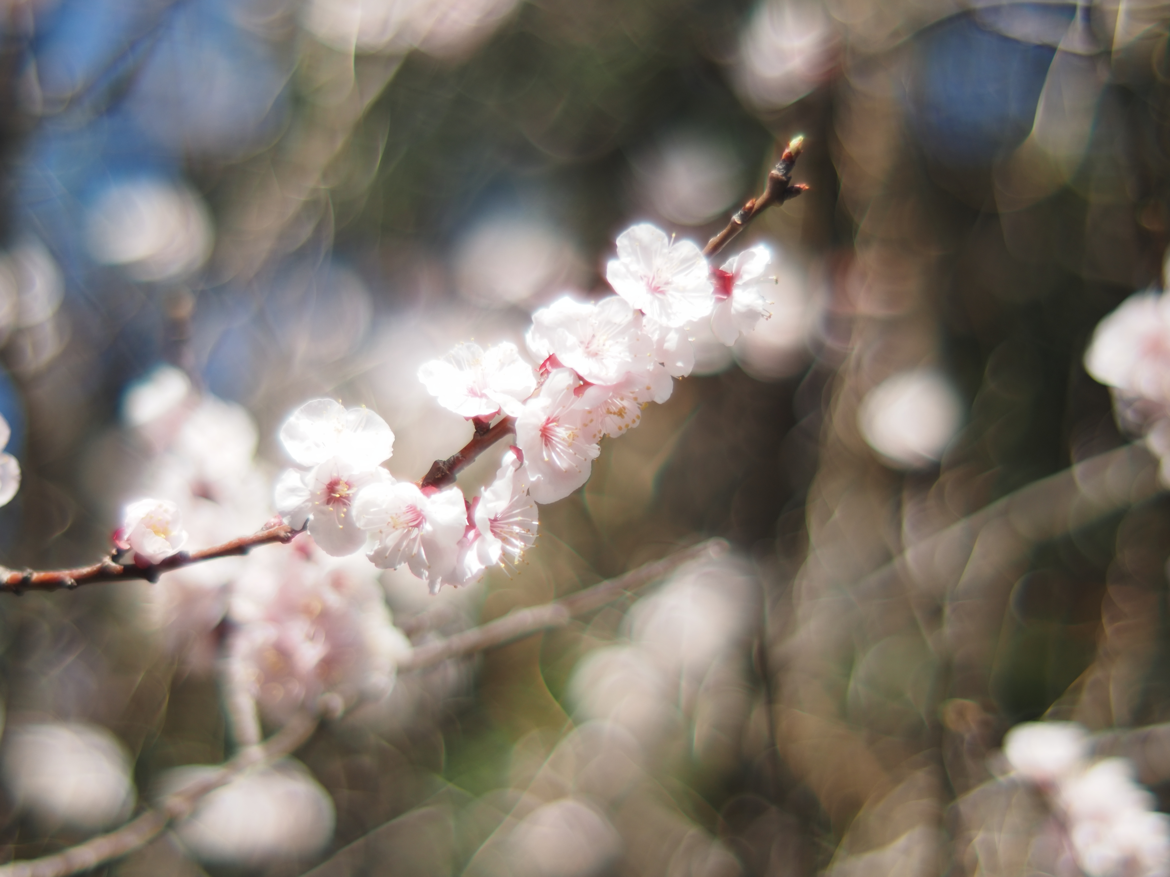 開放ぽわぽわレアレンズ。FUJINON 55mm F1.6（M42マウント）について