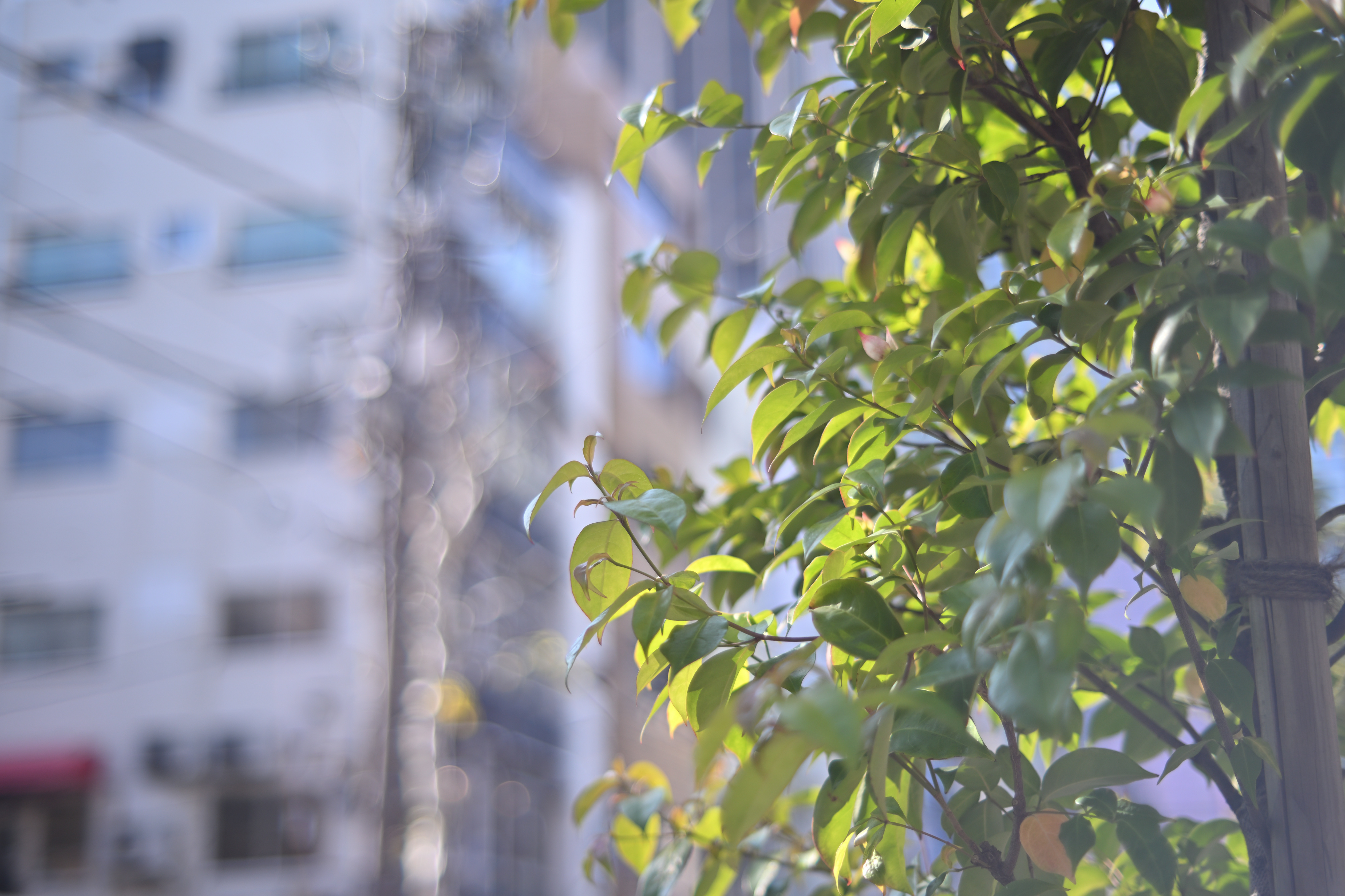 開放ぽわぽわレアレンズ。FUJINON 55mm F1.6（M42マウント）について