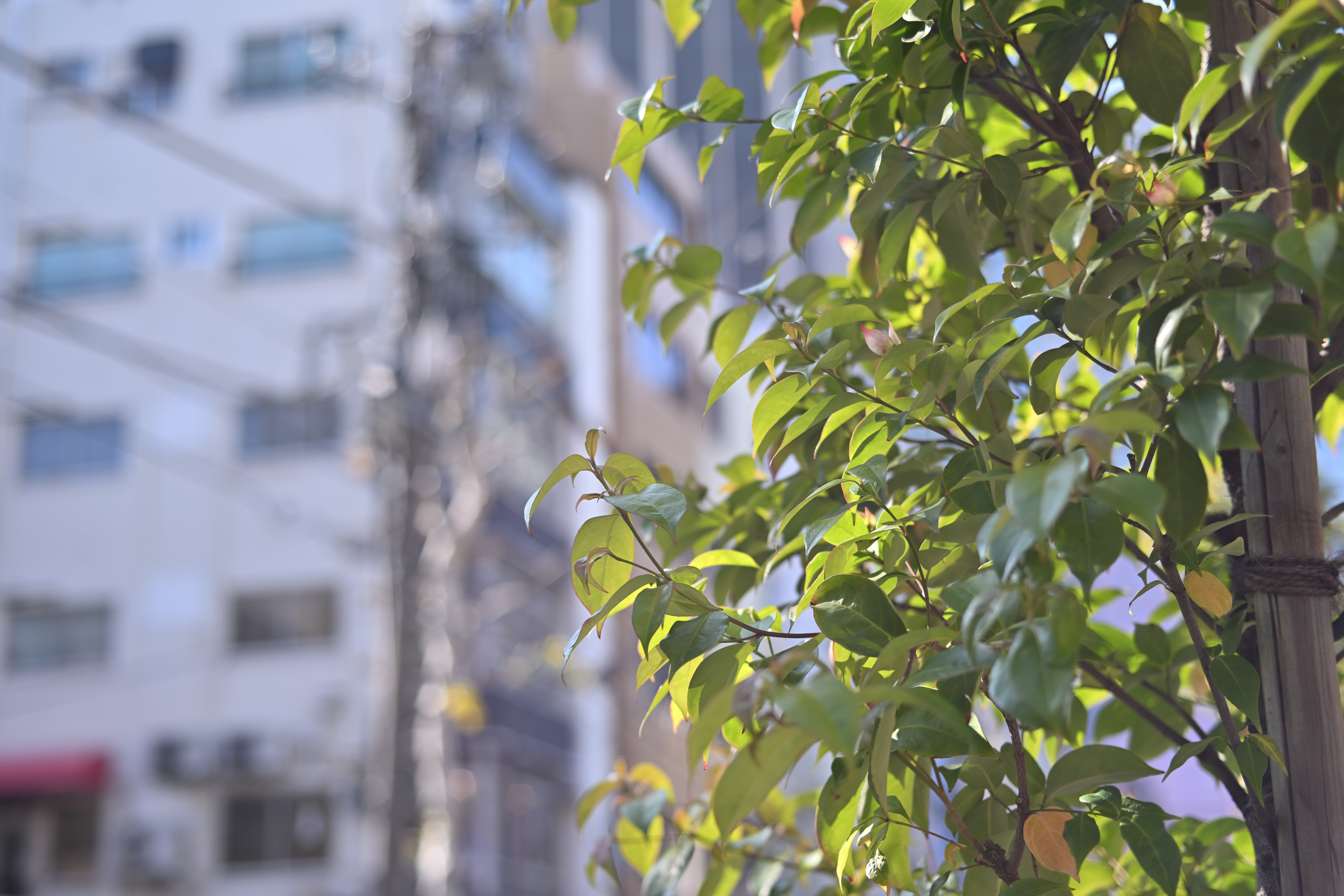 開放ぽわぽわレアレンズ。FUJINON 55mm F1.6（M42マウント）について