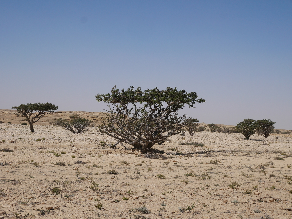 f:id:saikasaita:20200510125221j:plain f:id:saikasaita:20200510125221j:plain