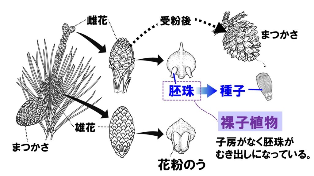 裸子植物と被子植物