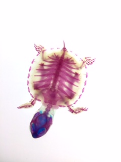f:id:saikoh-diary:20190807080255j:plain f:id:saikoh-diary:20190807080255j:plain