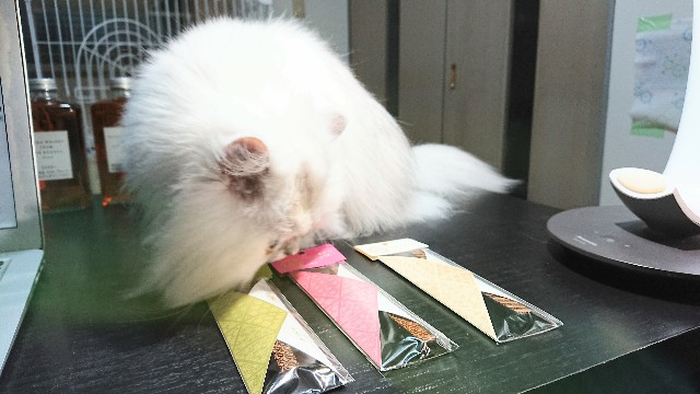 f:id:saikootoko:20211112182759j:image