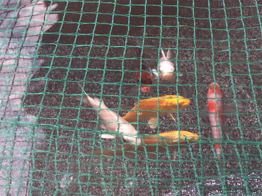 f:id:saikounozinsei:20180522182647j:image f:id:saikounozinsei:20180522182647j:image