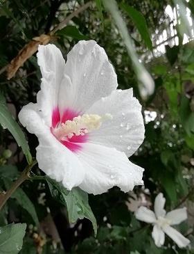 f:id:sail-t:20210814175636j:plain