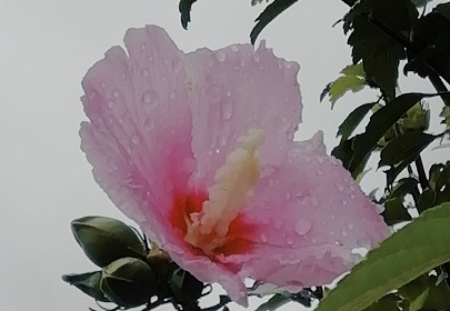 f:id:sail-t:20210814175709j:plain