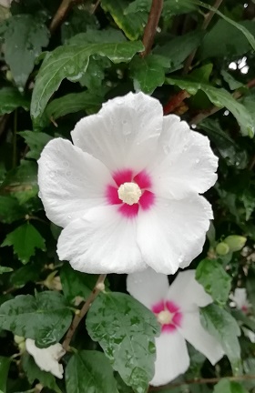 f:id:sail-t:20210814181051j:plain