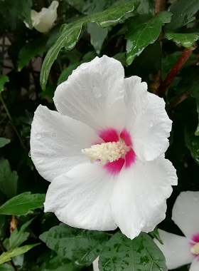 f:id:sail-t:20210815025527j:plain