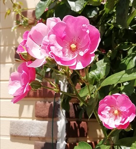 f:id:sail-t:20210819082524j:plain