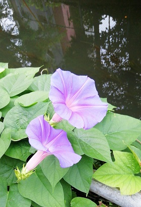 f:id:sail-t:20210821154137j:plain