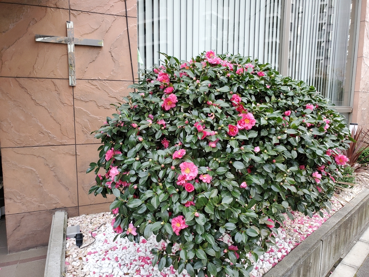 f:id:sailch_gardening:20211125211130j:plain