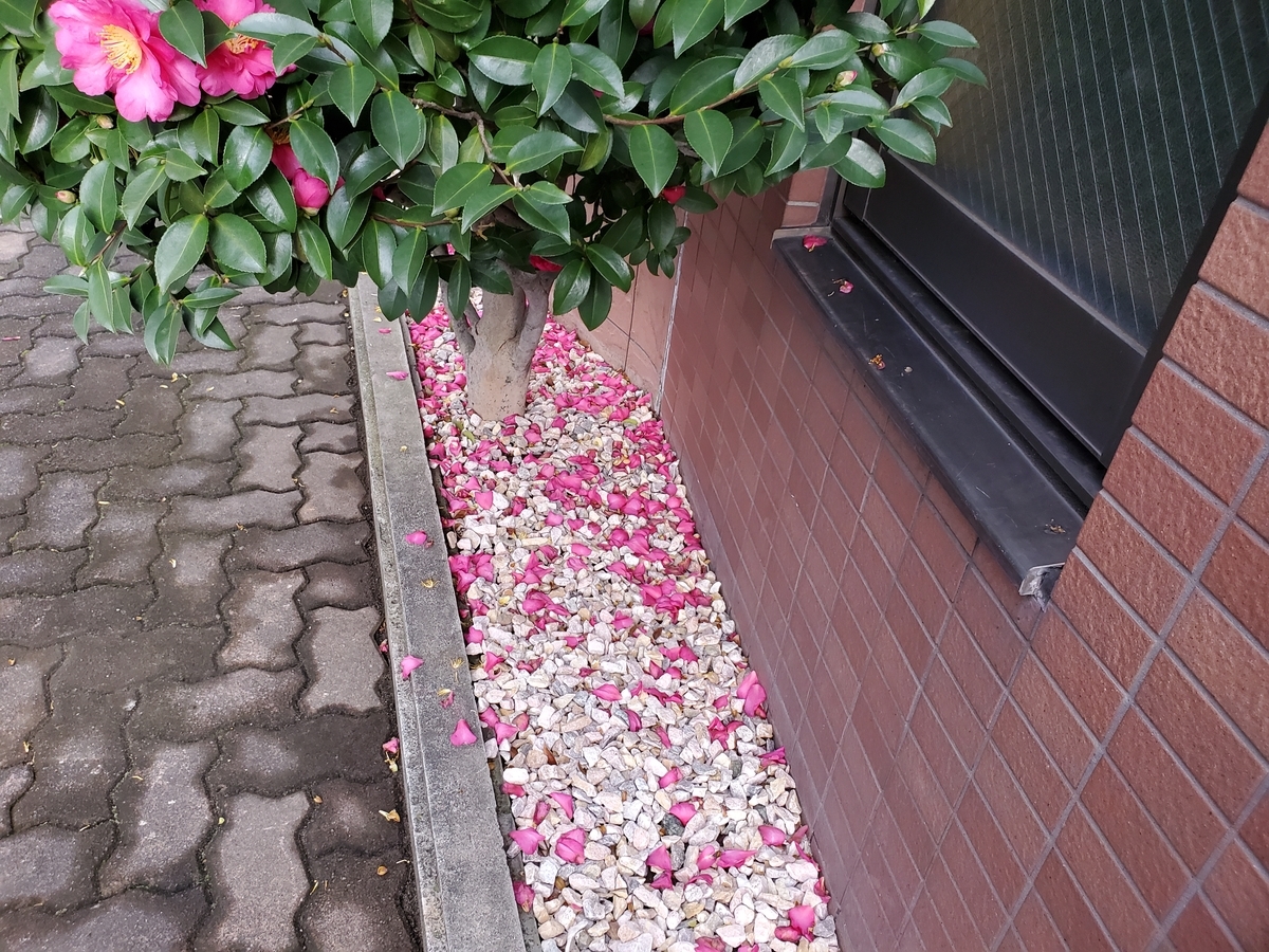 f:id:sailch_gardening:20211125211236j:plain