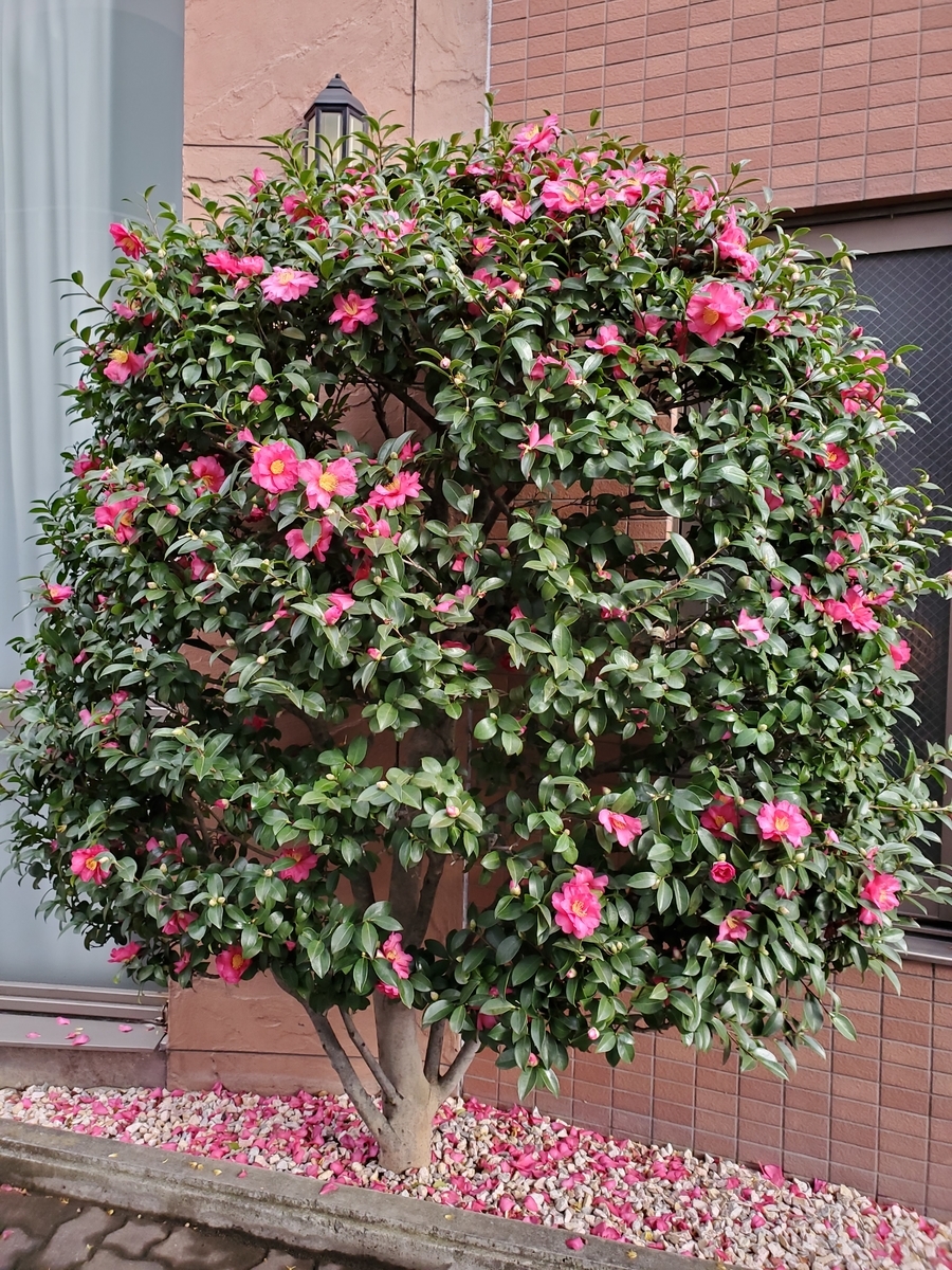 f:id:sailch_gardening:20211125211241j:plain