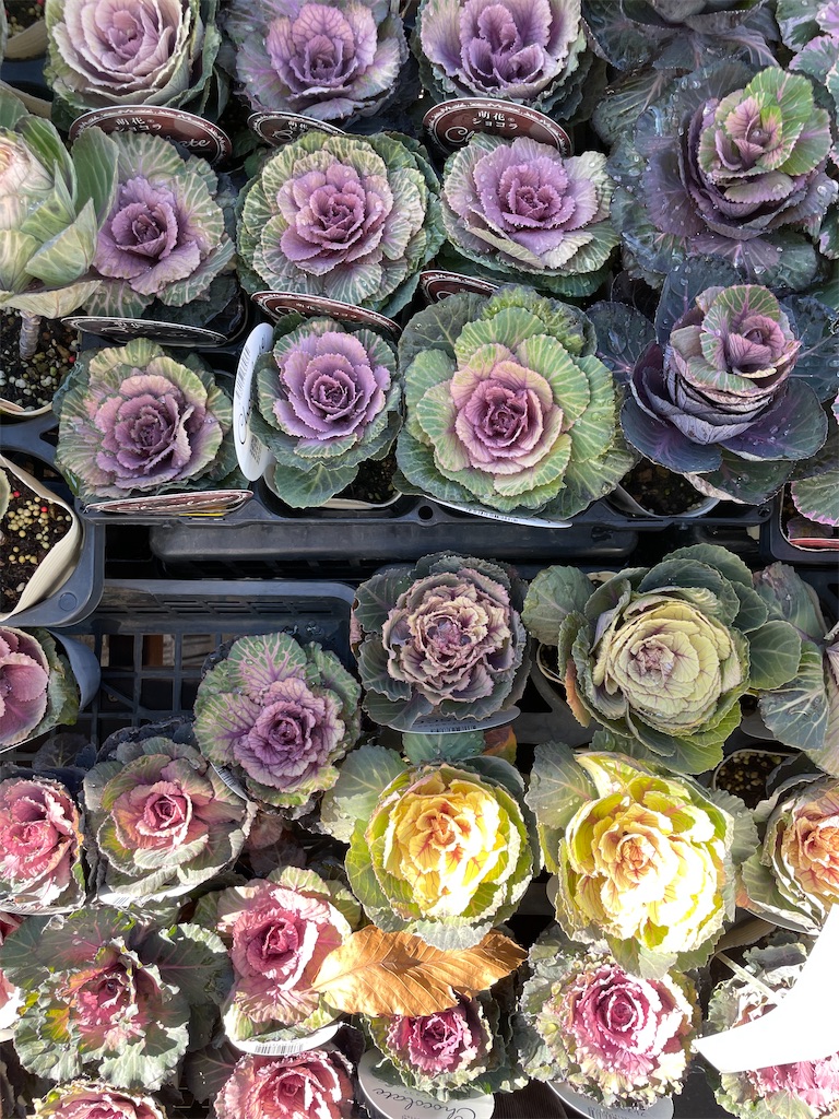 f:id:sailch_gardening:20230106101455j:image f:id:sailch_gardening:20230106101455j:image
