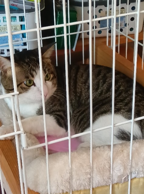 f:id:sailingwithcats:20250620085425j:image f:id:sailingwithcats:20250620085425j:image